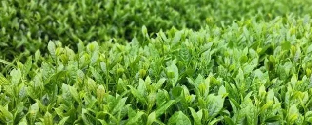 中国茶叶主要的四大产区，不同产区产的茶叶不同！