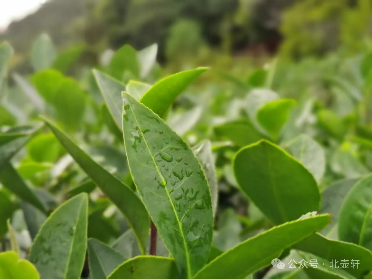 影响茶叶的各种香气的三个主要因素