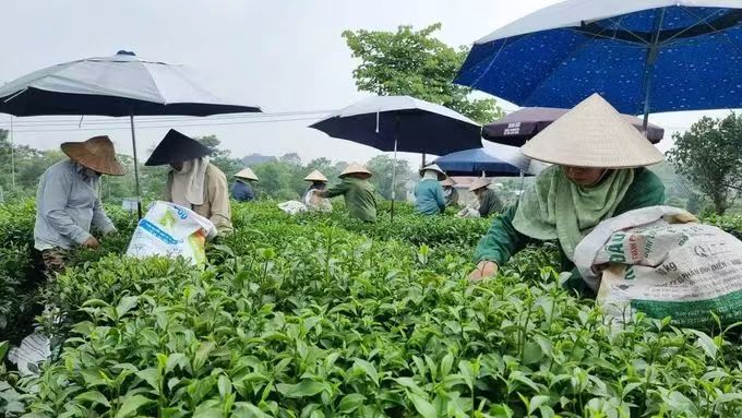 国际茶讯| 2024 越南茶叶出口“狂飙”，对中国增长惊人！