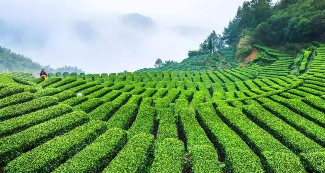 明前茶与明后茶：春茶里的时光密码！