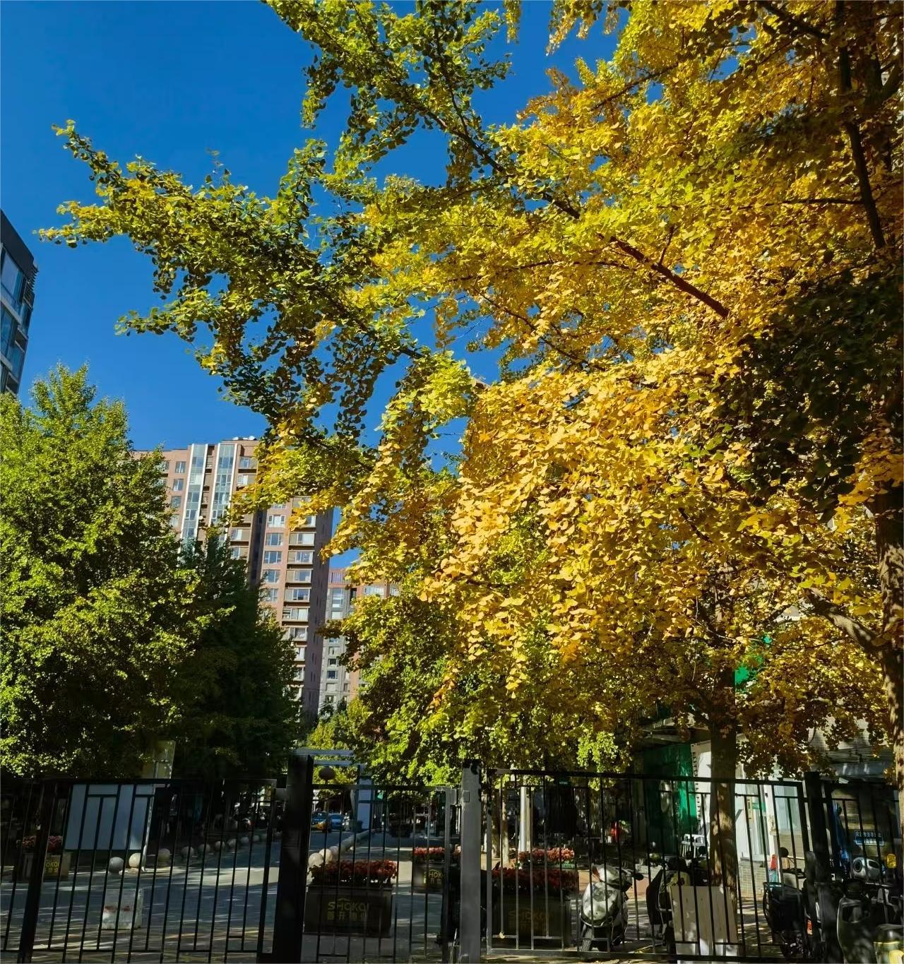 秋天最该喝的三款茶，润燥又暖胃