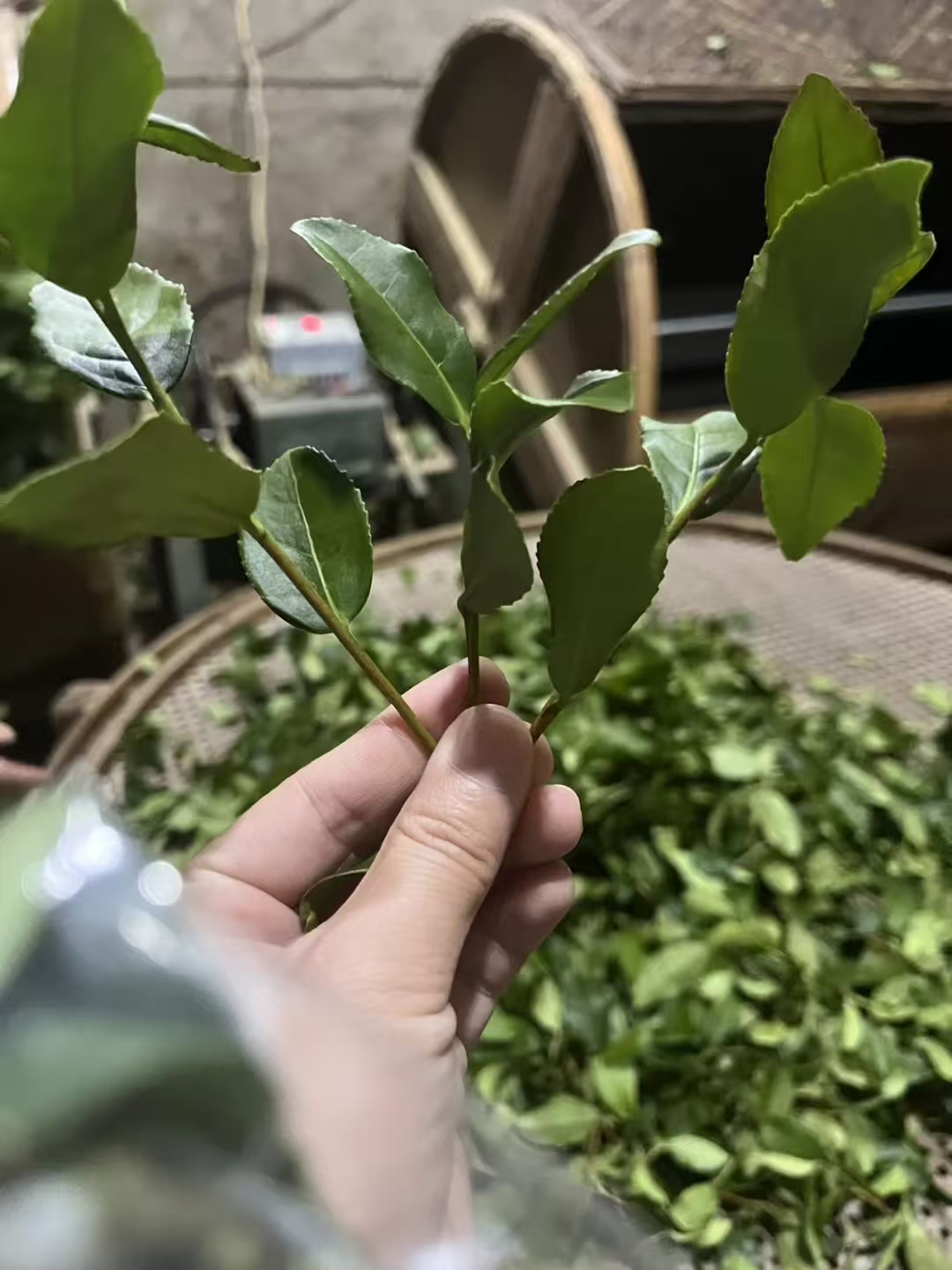 一片茶叶，藏着半部中国史