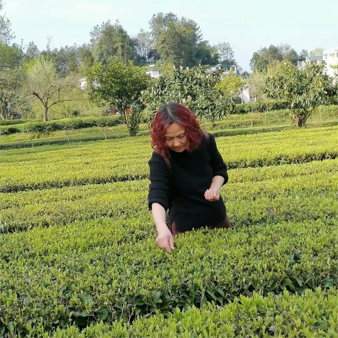 科学采茶的四大技术原则